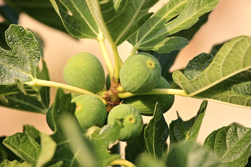 Żydzi i Izrael w obecnym czasie: Drzewo Figowe